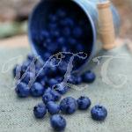 Lose Weight and Boost Brain Power With These 5 Foods