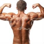 often neglected muscles men