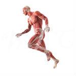 How to Preserve Muscle During Weight Loss