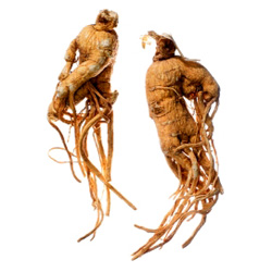 Ginseng for Weight Loss and Health Ginseng can benefit weight loss in a number of ways, such as increasing energy and stamina and stabilizing blood sugar levels.